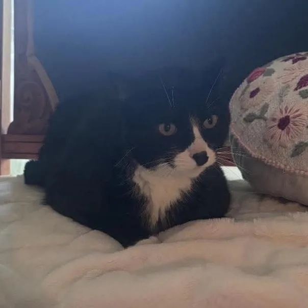 An adult large-sized male Black & White / Tuxedo Domestic Short Hair cat named Craig for adoption in Chicago, IL