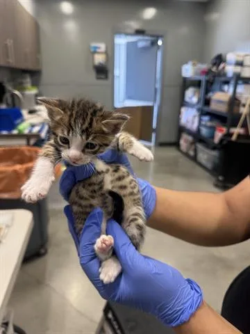 A baby small-sized male Domestic Short Hair cat named Sesame for adoption in San Martin, CA