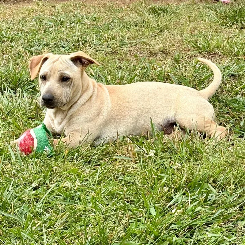 A young small-sized male Yellow / Tan / Blond / Fawn Terrier dog named Haller for adoption in Chattanooga, TN
