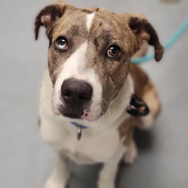 A young medium-sized male Gray / Blue / Silver Mixed Breed dog named Rocky for adoption in Sarasota, FL