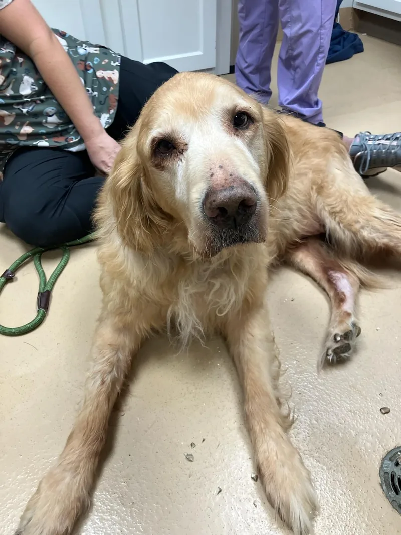 A senior extra large-sized male Golden Retriever dog named Harley for adoption in Saint Charles, MO