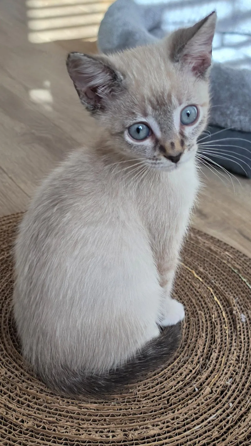 A baby medium-sized female Siamese cat named Eloise for adoption in Campbell, CA