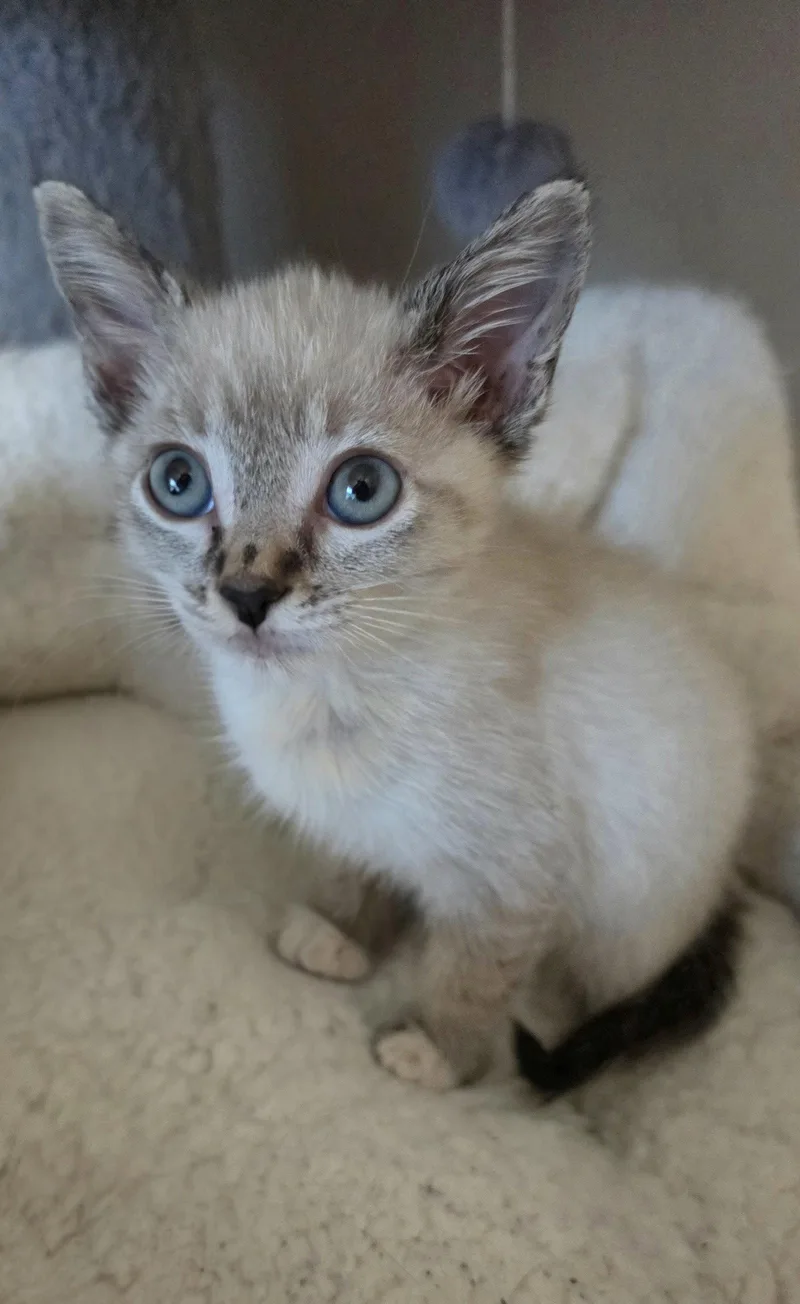 Eloise thumbnail 3