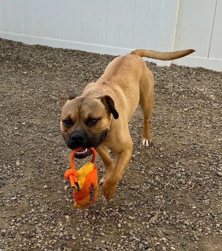 An adult medium-sized male Pit Bull Terrier dog named Max for adoption in Yankton, SD