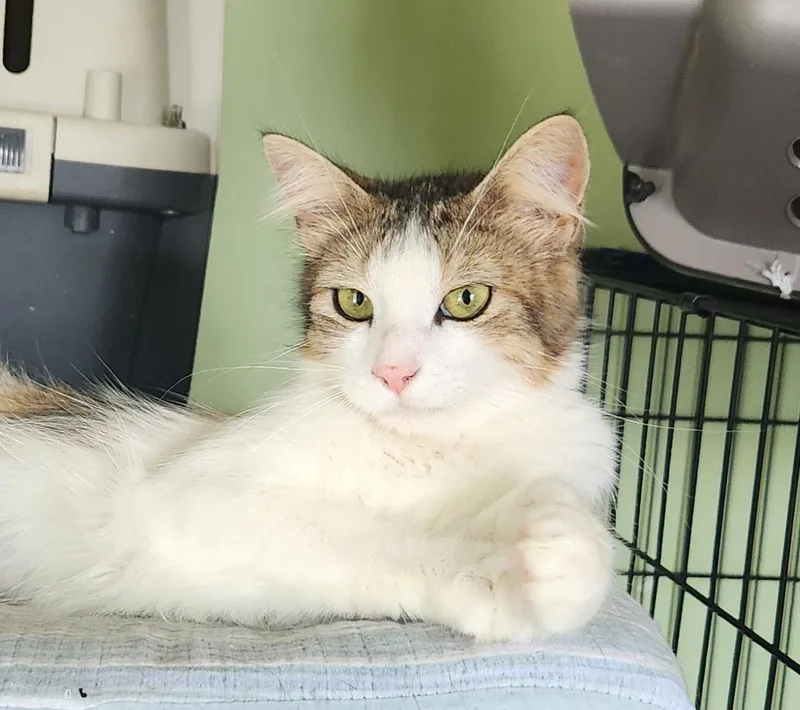 A young medium-sized female White Domestic Long Hair cat named Misty for adoption in Peekskill, NY