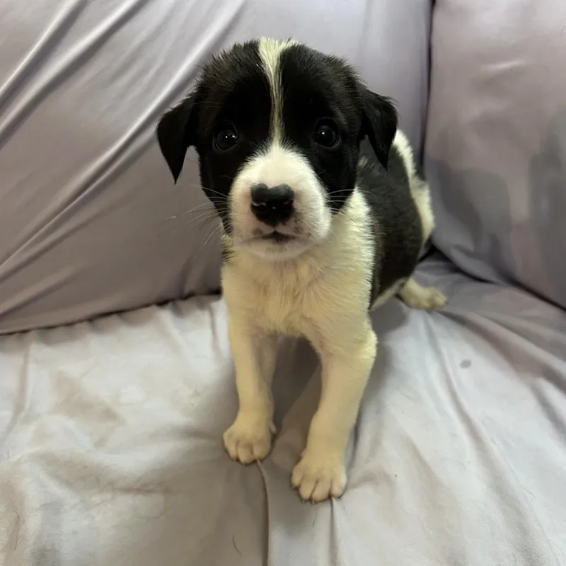 A baby medium-sized male Shepherd dog named Murphy for adoption in Duck River, TN