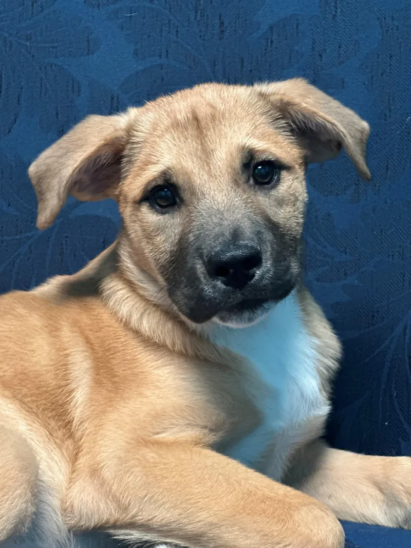 A baby medium-sized female Shepherd dog named Hallie for adoption in Walker, LA