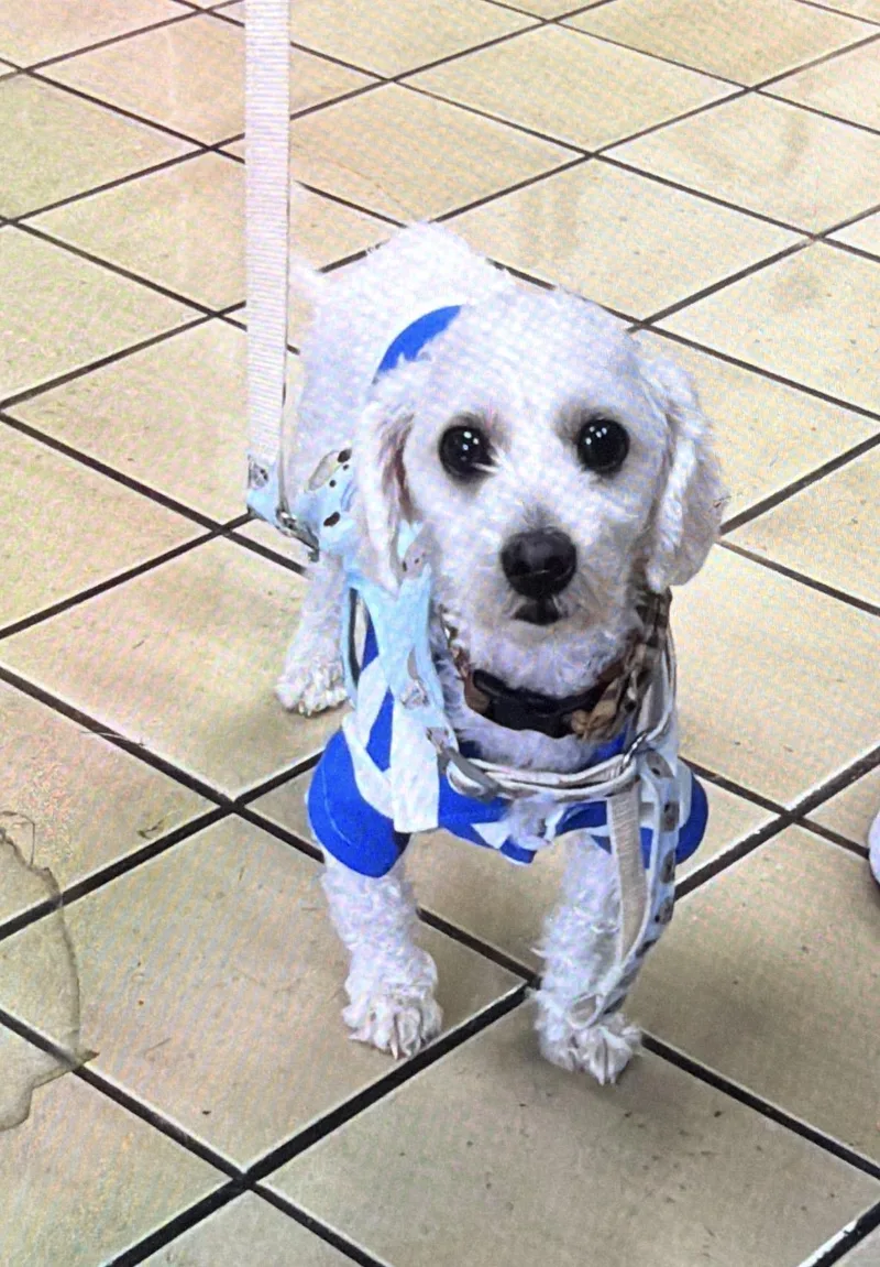 A young small-sized male White / Cream Bichon Frise dog named Charlie for adoption in Palm springs, FL