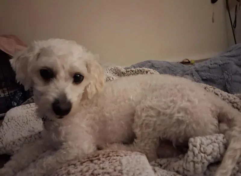 Charlie thumbnail 2