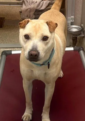 An adult medium-sized female Labrador Retriever dog named Sallie for adoption in Washington, DC