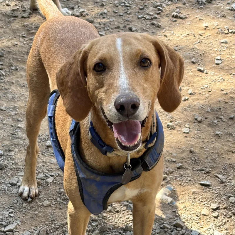 An adult medium-sized male Yellow / Tan / Blond / Fawn Hound dog named Bo Duke for adoption in Columbia, SC