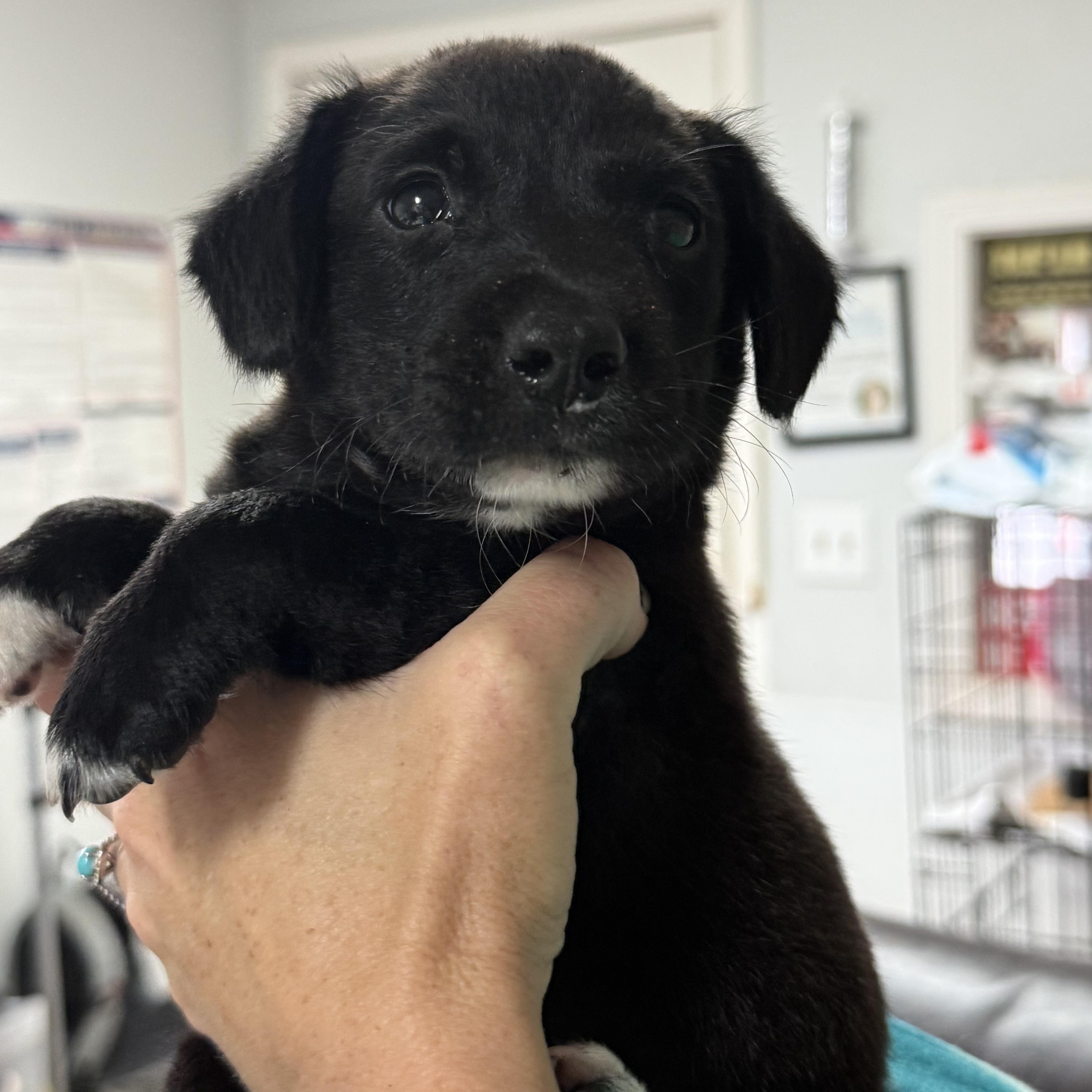 A baby medium-sized male Hound dog named Seafood Boil for adoption in Columbia, SC