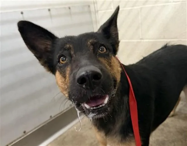 A young large-sized female German Shepherd Dog dog named Gracie for adoption in San Bernardino, CA