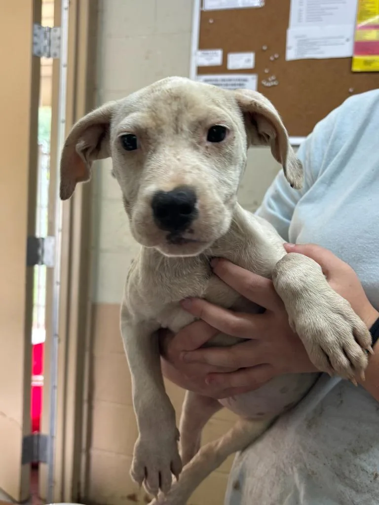 A baby medium-sized female Pit Bull Terrier dog named Daisy for adoption in Swainsboro, GA