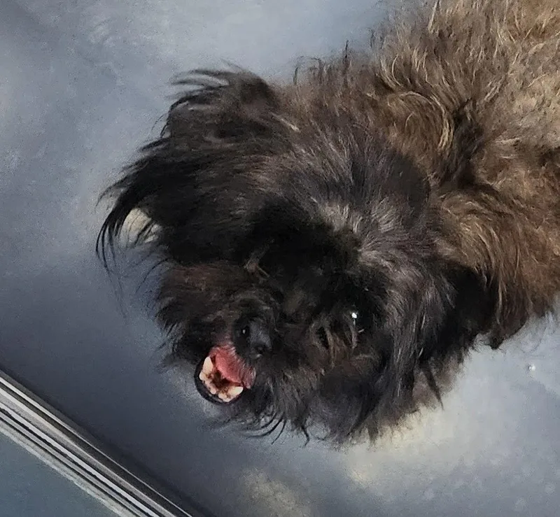 An adult small-sized female Shih Tzu dog named Nora for adoption in Oakland Park, FL