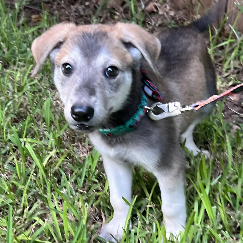 Scout