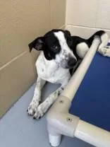 An adult small-sized female Harlequin Retriever dog named Tiny for adoption in Harlingen, TX
