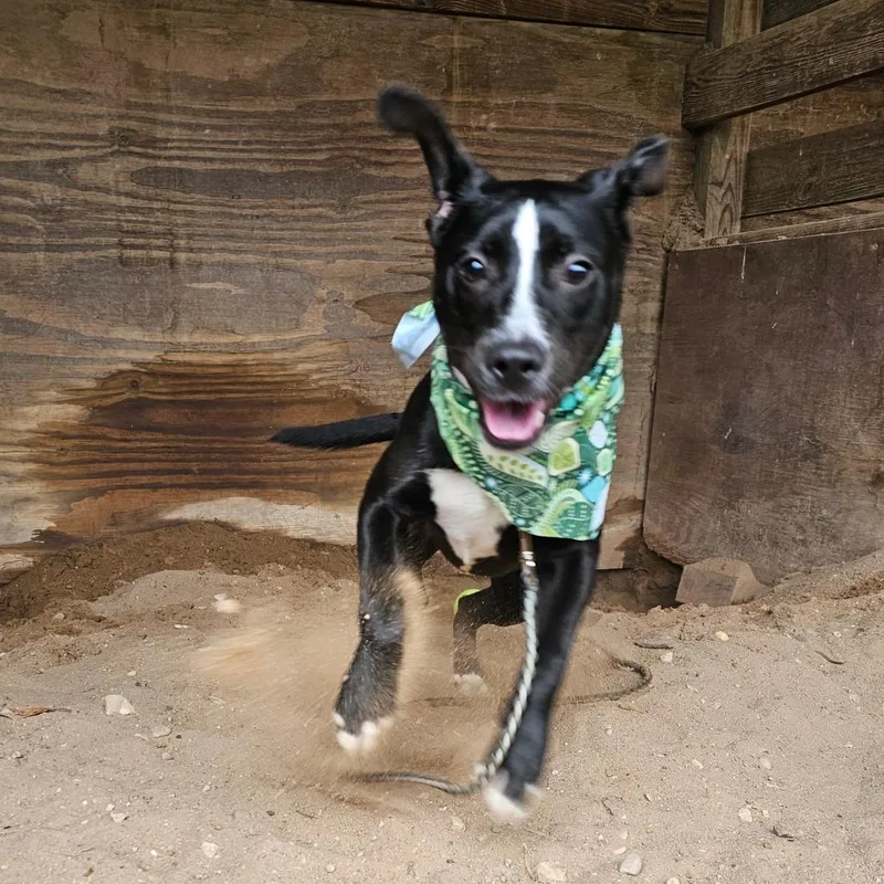 A young small-sized female Black Labrador Retriever dog named Tootsie for adoption in Austin, TX