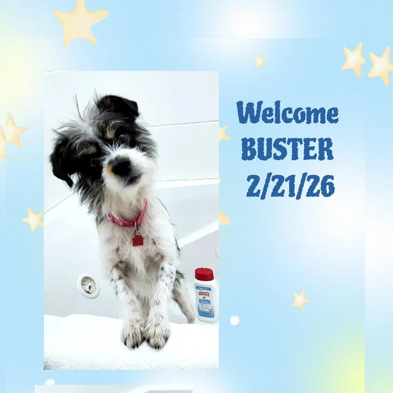 A young small-sized male White / Cream Terrier dog named Buster for adoption in Lake Geneva, WI