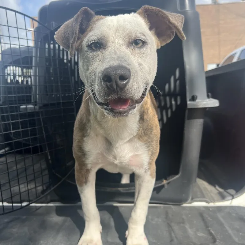 A young medium-sized male Brindle Mixed Breed dog named Cheeto for adoption in Lake Jackson, TX