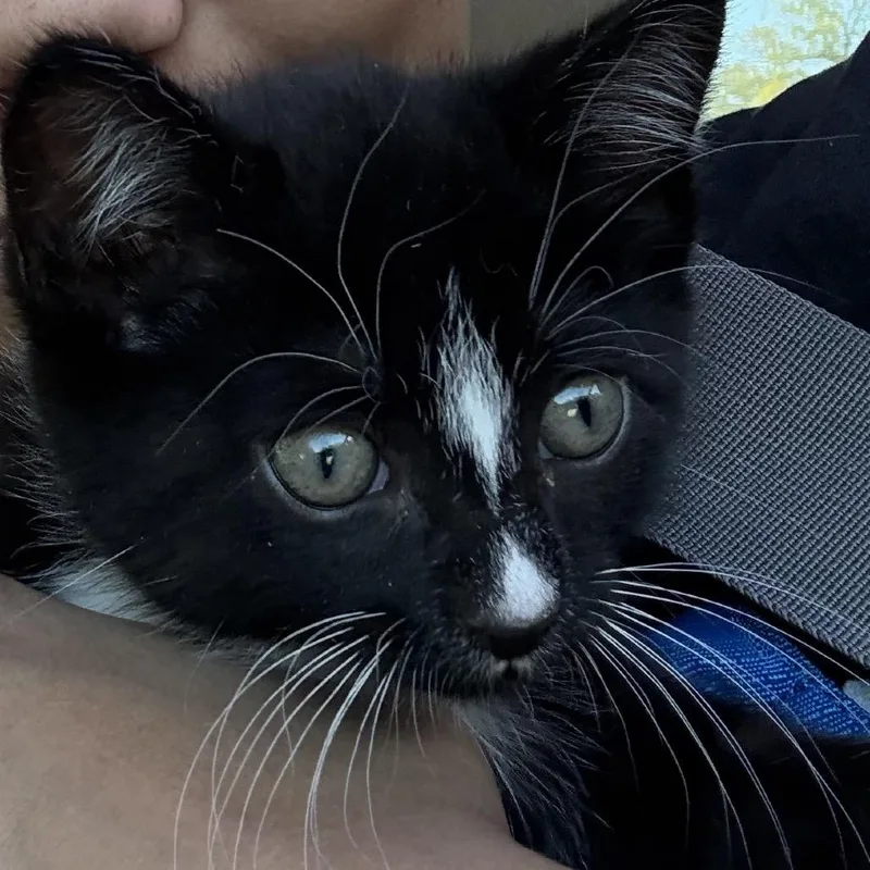 A young small-sized female Black Domestic Short Hair cat named Flower for adoption in Mount Laurel, NJ