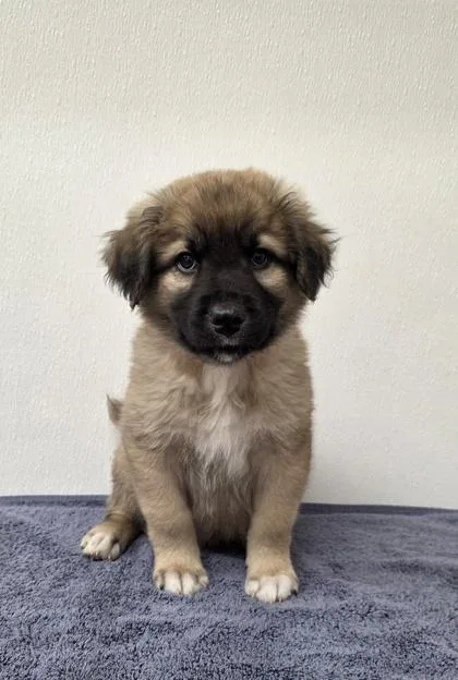 A young medium-sized male Shepherd dog named Gaston for adoption in Phoenix, AZ