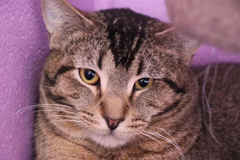 An adult medium-sized male Tabby (Brown / Chocolate) Domestic Short Hair cat named Himalaya for adoption in House Springs, MO