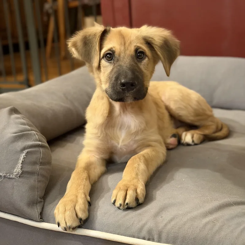 Beethoven thumbnail 4