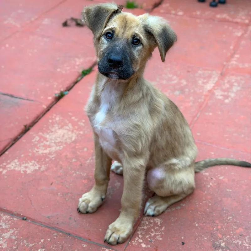 Beethoven thumbnail 5