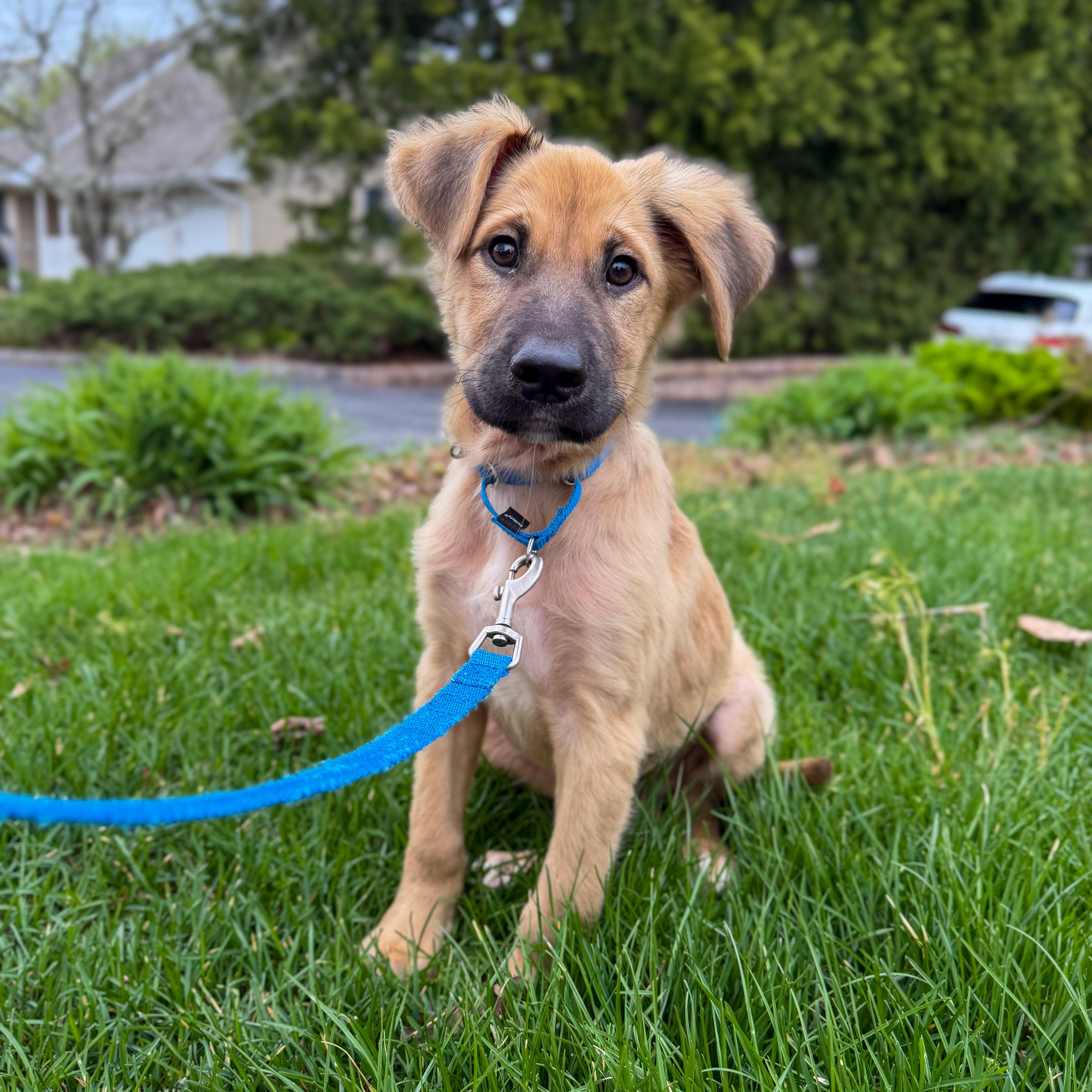A baby medium-sized male Black Shepherd dog named Beethoven for adoption in Yaphank, NY