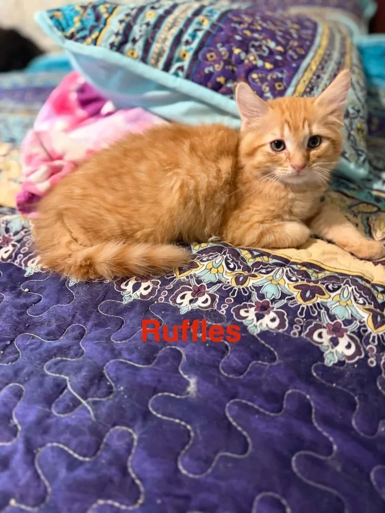 A baby small-sized male Tabby (Orange / Red) Domestic Long Hair cat named Ruffles for adoption in Orlando, FL