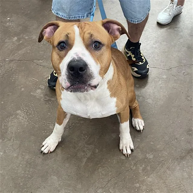 A young large-sized male Mixed Breed dog named Jack for adoption in Dallas, TX