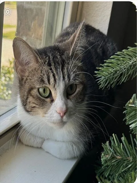 A young medium-sized female Domestic Short Hair cat named Lucy for adoption in Forney, TX