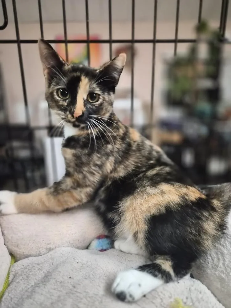 A baby small-sized female Domestic Short Hair cat named Gelly for adoption in Patchogue, NY