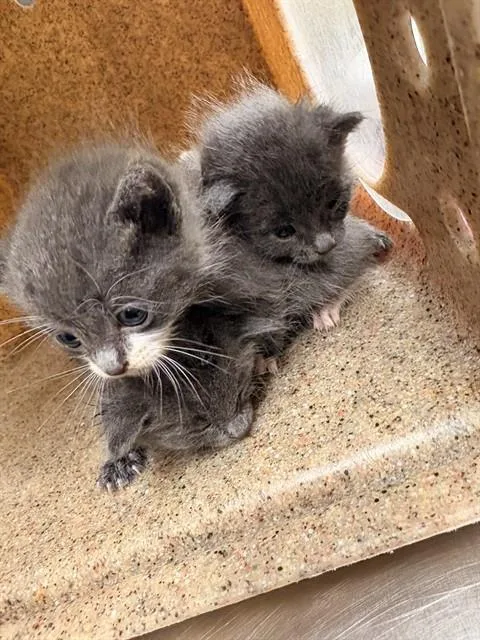 A baby small-sized male Domestic Short Hair cat named Bill for adoption in Riverside, CA
