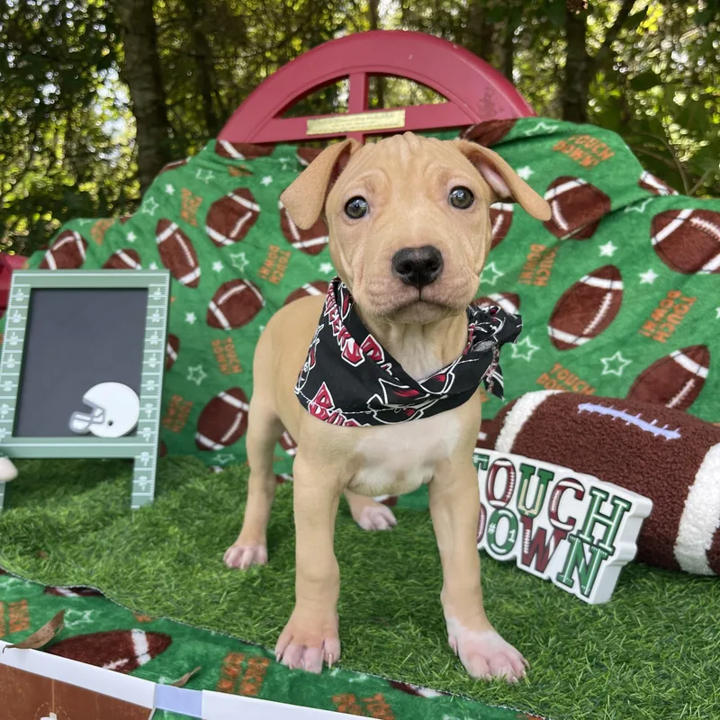 A baby medium-sized female American Staffordshire Terrier dog named Caramel for adoption in Sebring, FL