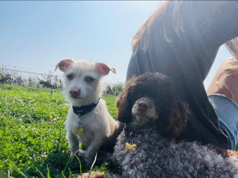 A young small-sized male White / Cream Border Terrier dog named Huckle Your Mini Bff for adoption in Friendswood, TX