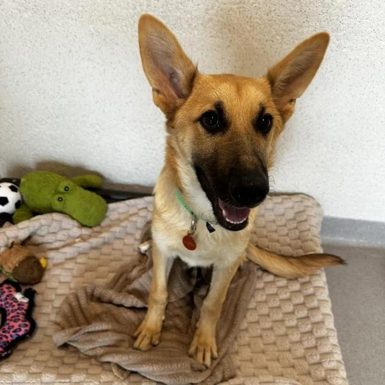 A baby medium-sized male Yellow / Tan / Blond / Fawn Mixed Breed dog named Jerry for adoption in Playa Vista, CA