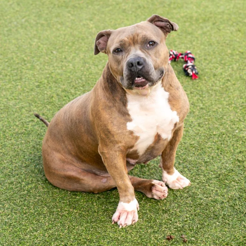 An adult large-sized female Mixed Breed dog named Honeydew for adoption in Lavonia, GA