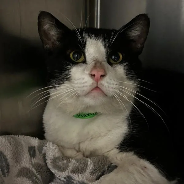 A senior large-sized male Domestic Short Hair cat named Commander Purrington for adoption in Oakland, CA