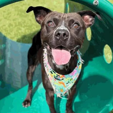 An adult medium-sized male Black Pit Bull Terrier dog named Daniel for adoption in Indianapolis, IN