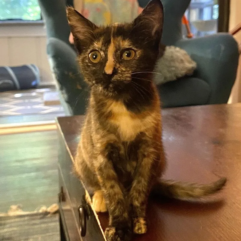 A baby small-sized female Tortoiseshell Domestic Short Hair cat named Azari for adoption in Roswell, GA