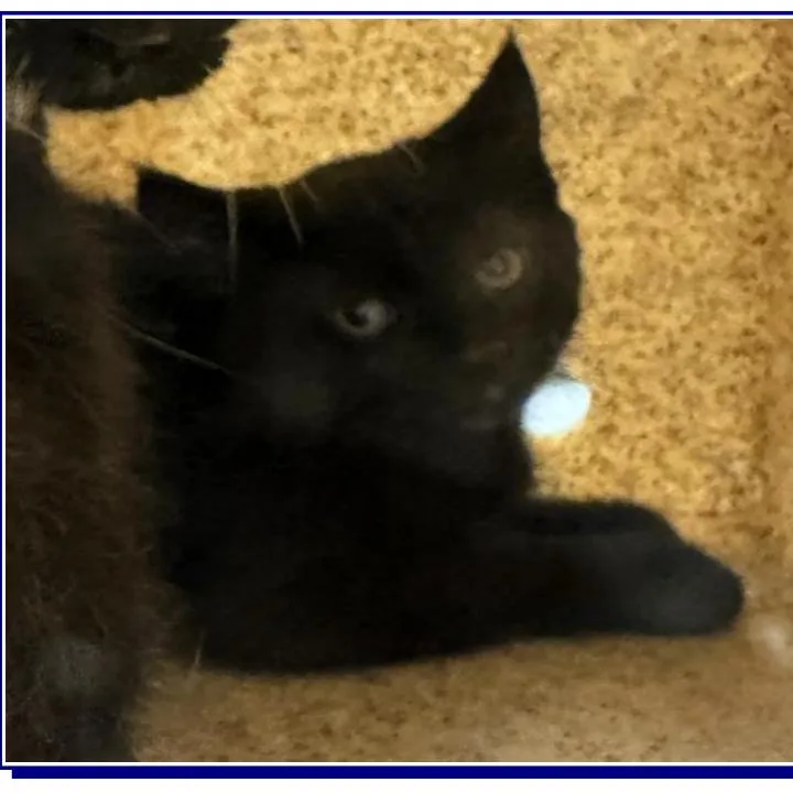 A baby small-sized female Black Domestic Short Hair cat named Eloise for adoption in Grantsville, UT