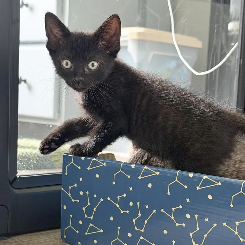 A baby medium-sized male Black Domestic Short Hair cat named Boo for adoption in Muskego, WI