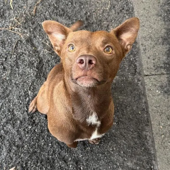 A baby small-sized male Dachshund dog named Kado for adoption in Quakertown, PA