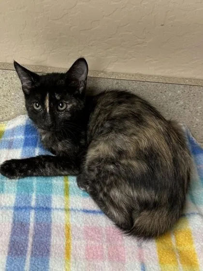 A young small-sized female Domestic Short Hair cat named Michigan for adoption in Phoenix, AZ
