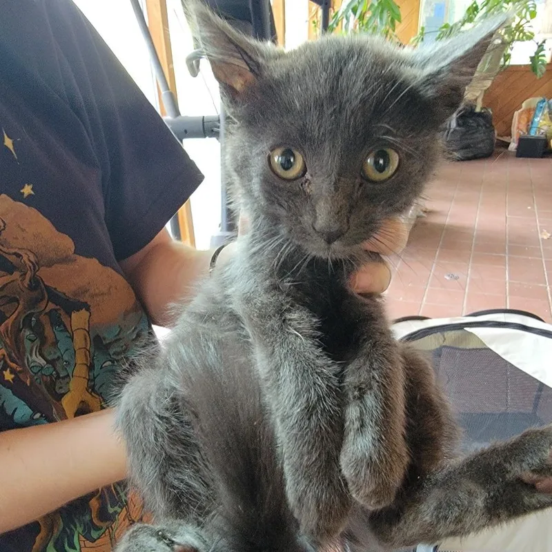 A baby medium-sized male Gray / Blue / Silver Domestic Short Hair cat named Tate for adoption in Buffalo, WY