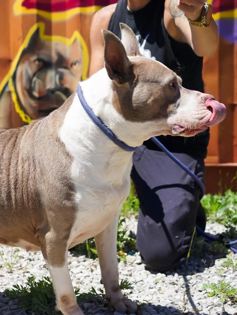 An adult large-sized female Golden Staffordshire Bull Terrier dog named Cher for adoption in Detroit, MI