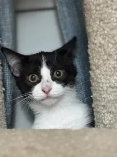 A baby large-sized male Black & White / Tuxedo Domestic Short Hair cat named Roo for adoption in Lemoyne, PA