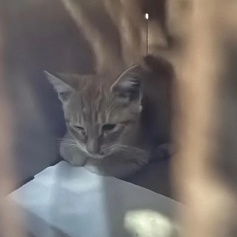 A baby small-sized male Orange / Red Domestic Medium Hair cat named Singleton for adoption in Newark, NJ
